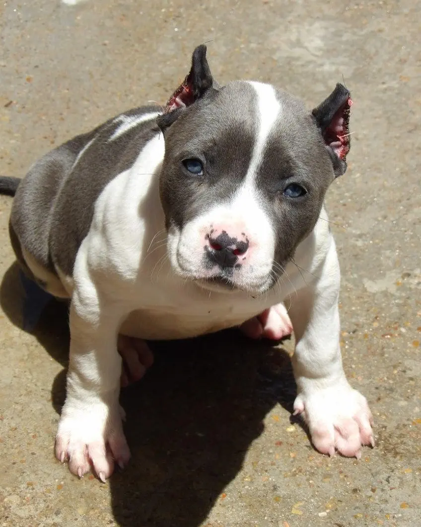 A blue and white puppy sitting on concrete