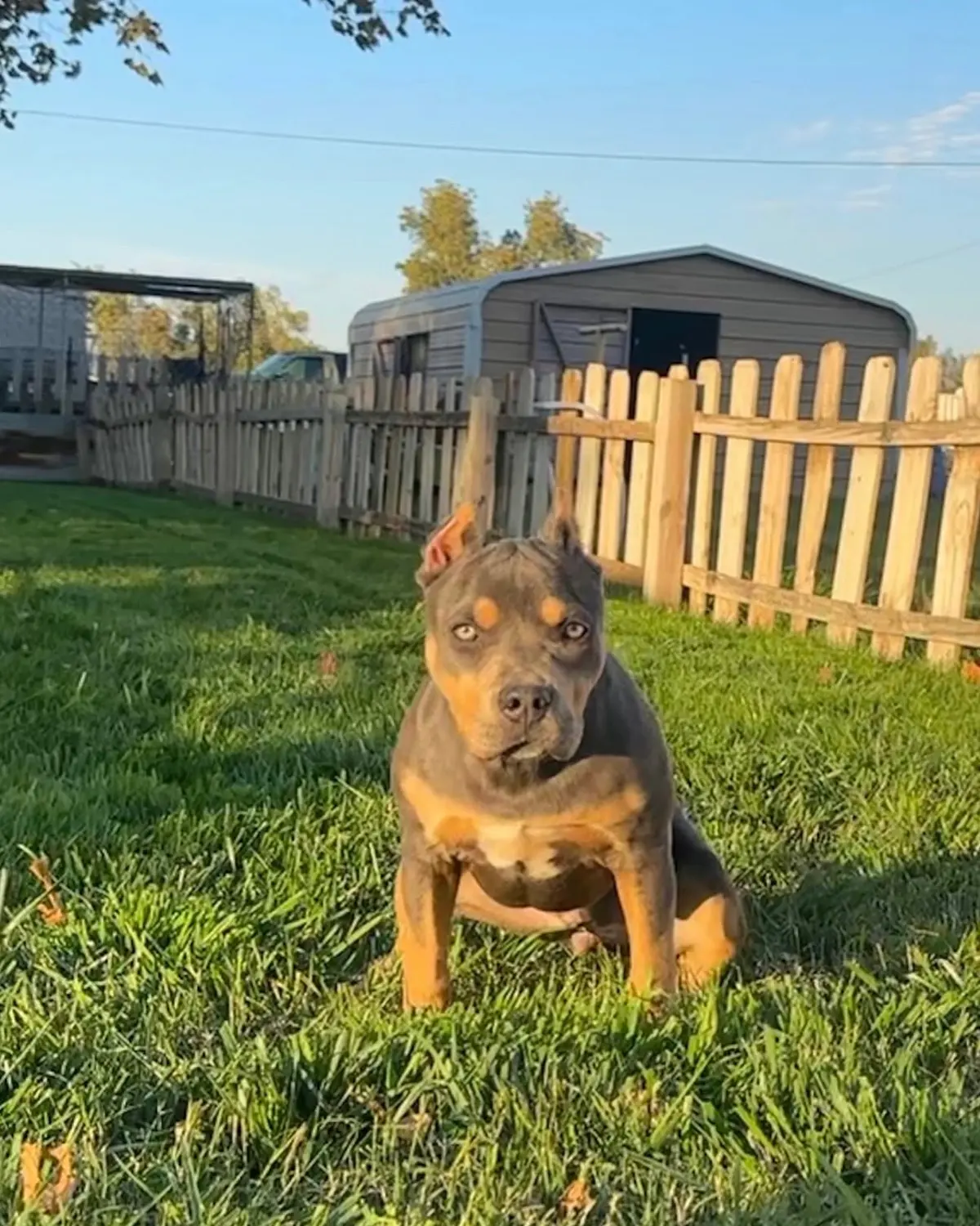 A tri-color dog standing in a yard