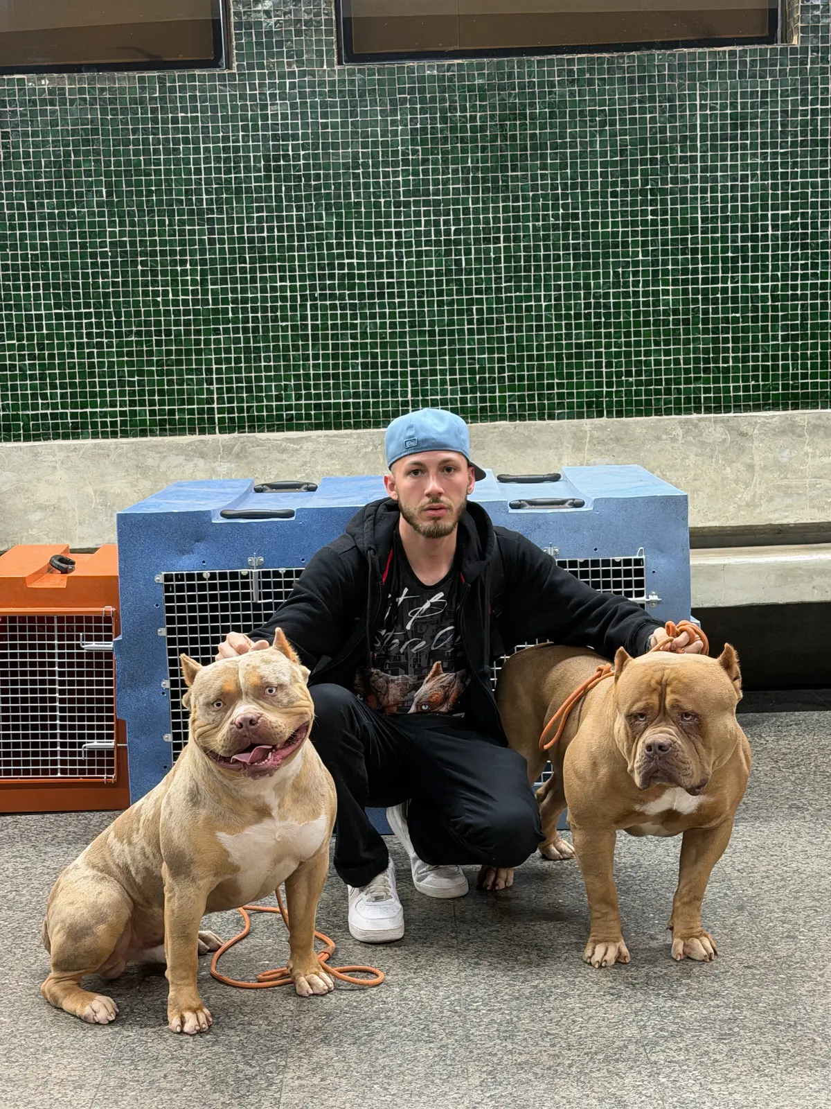 Two Marathon dogs beside their travel crates before a flight