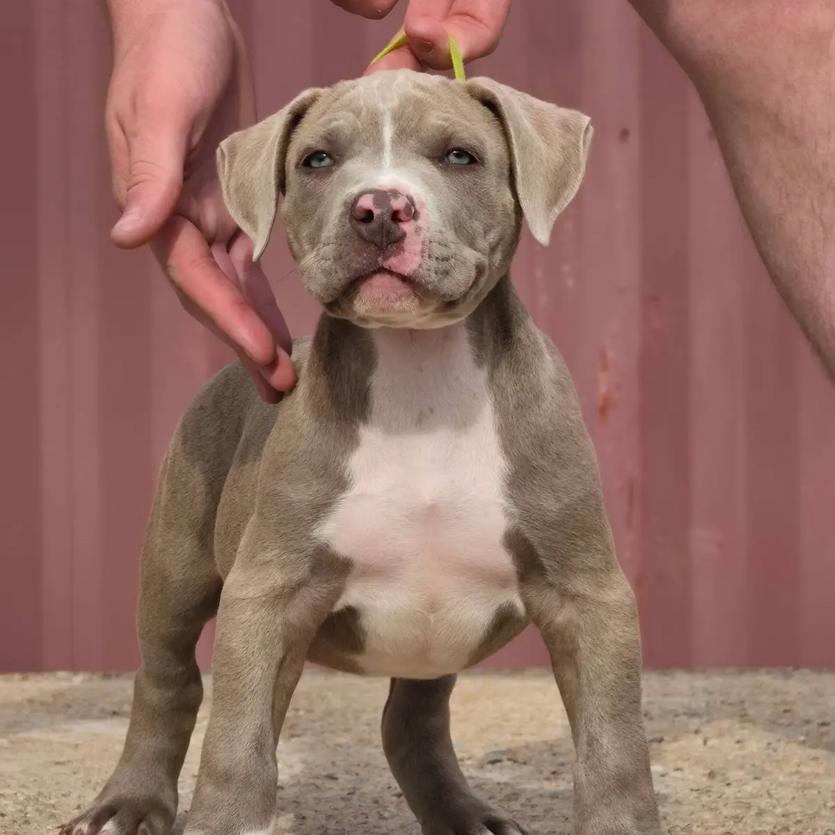 A lilac puppy with a white blaze in front of a red wall